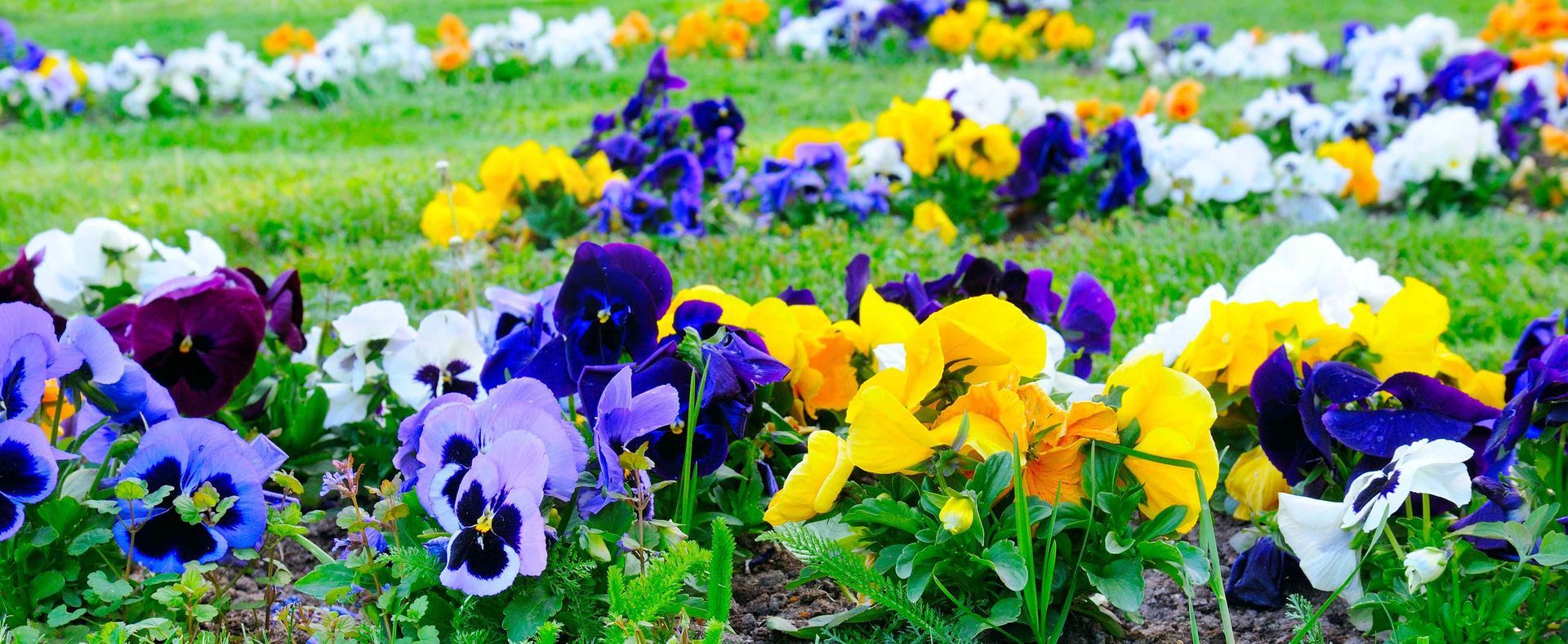 Flower garden beds with many different colors.