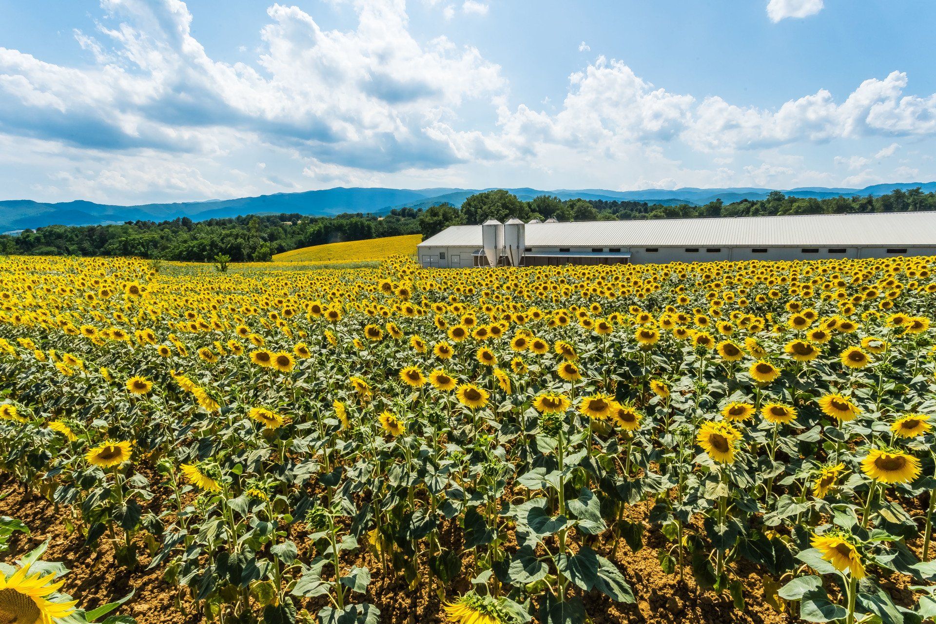 azienda avicola le pescine 9
