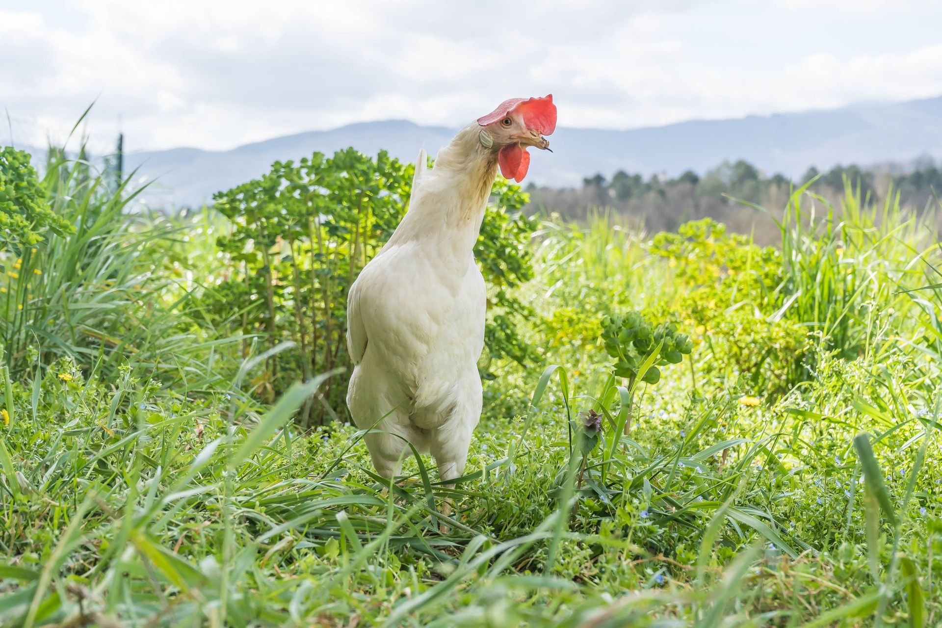 UOVA DA ALLEVAMENTO ALL'APERTO