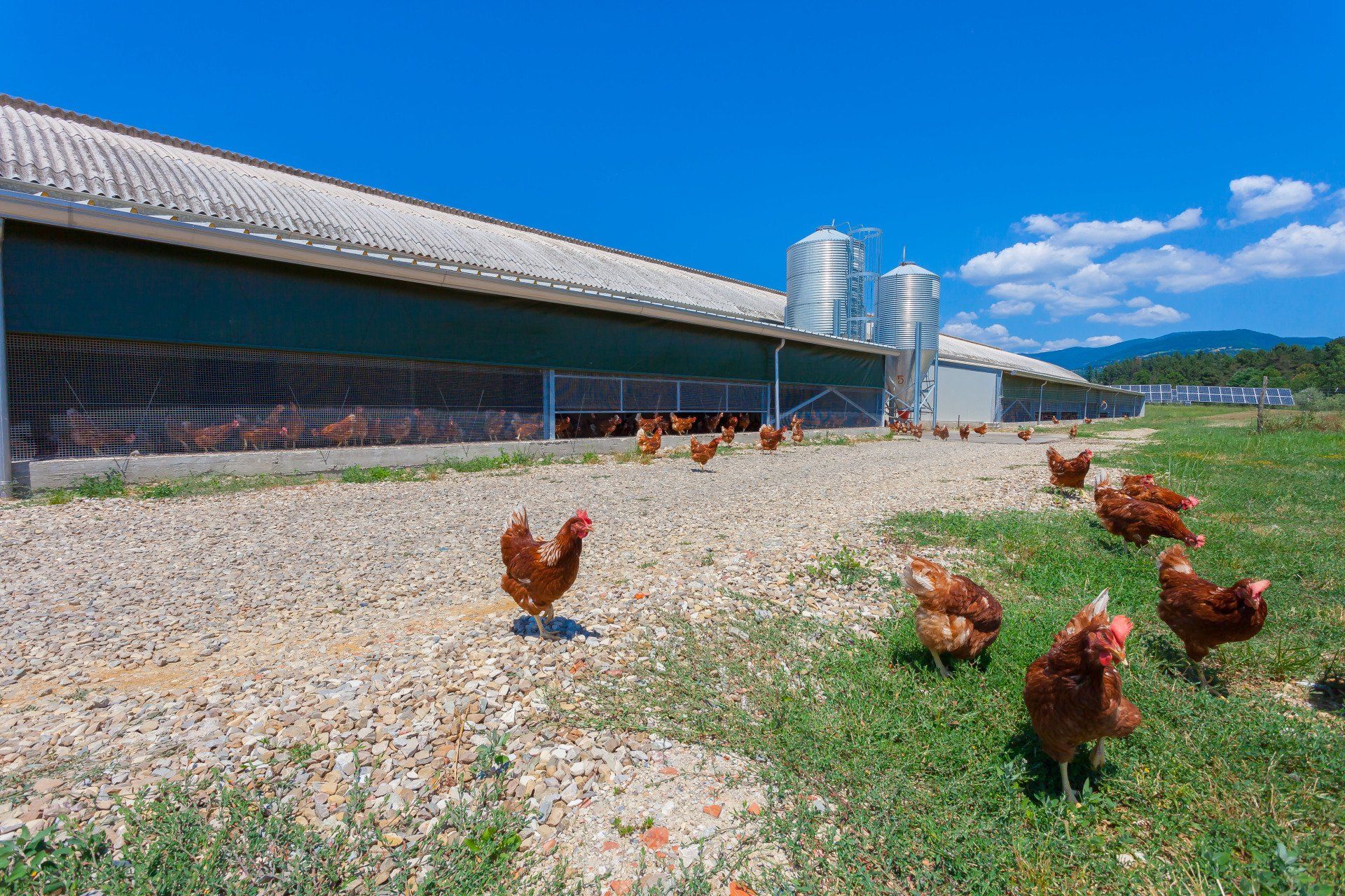 galline livornesi che razzolano 6