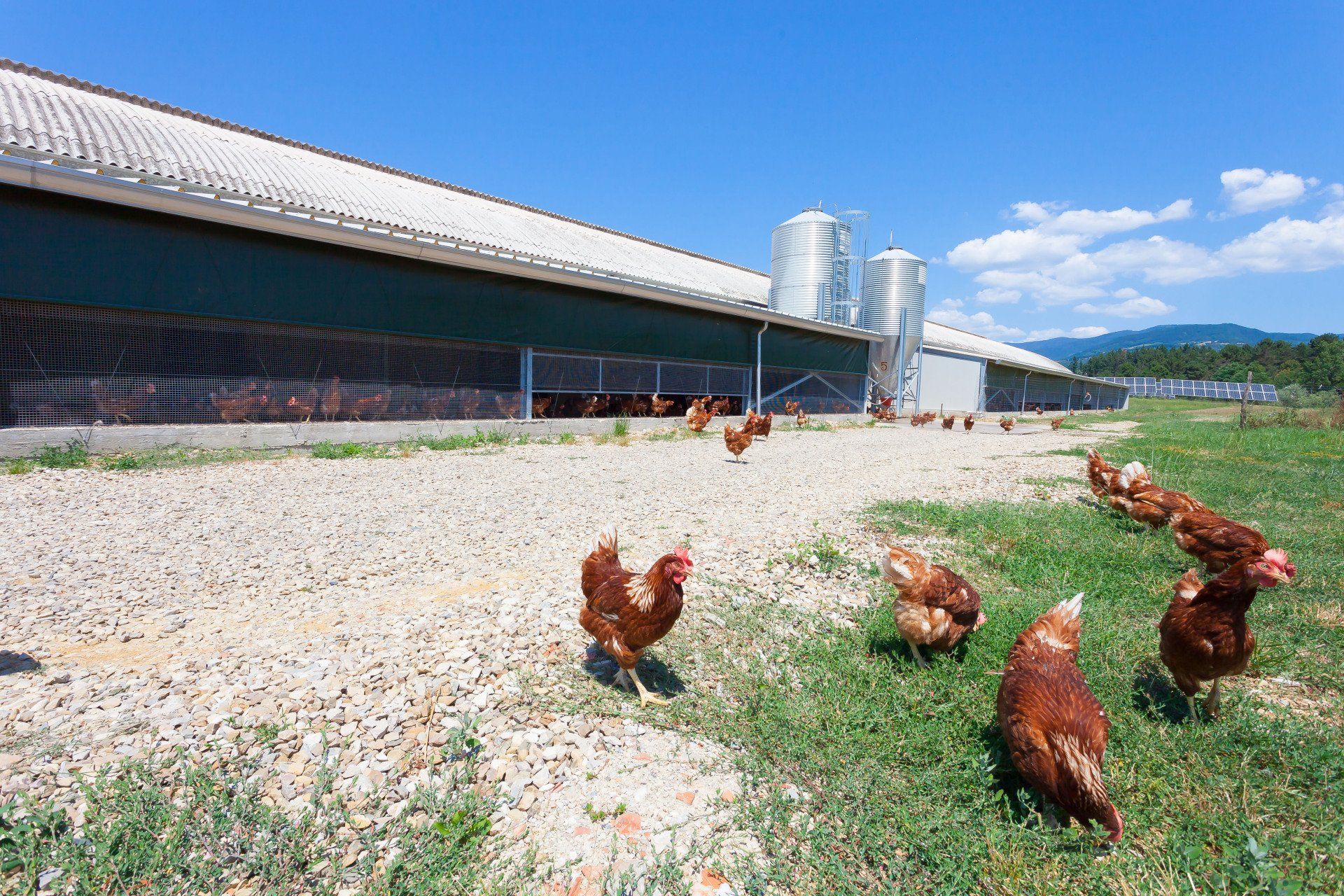 galline livornesi che razzolano 5