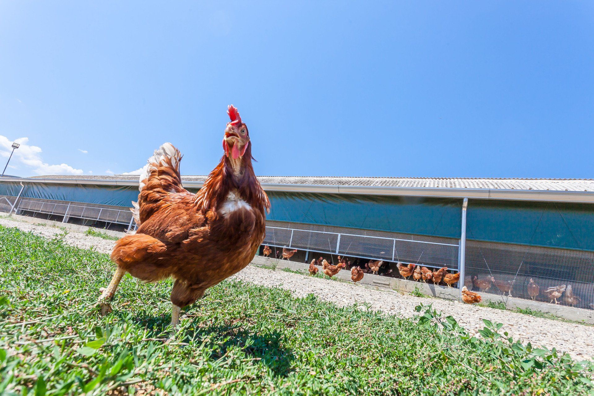 galline livornesi che razzolano 4