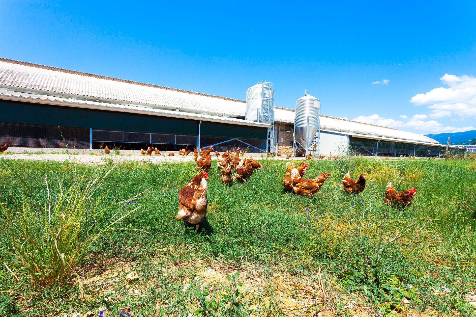 galline livornesi che razzolano 3