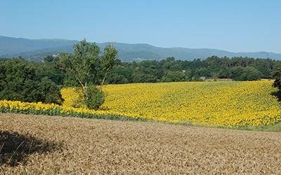 azienda agricola le pescine 4