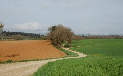 azienda agricola le pescine 1