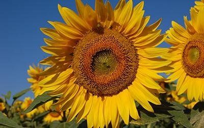 azienda agricola le pescine 2