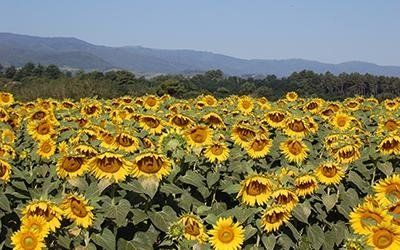 azienda agricola le pescine 6