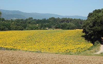 azienda agricola le pescine 5