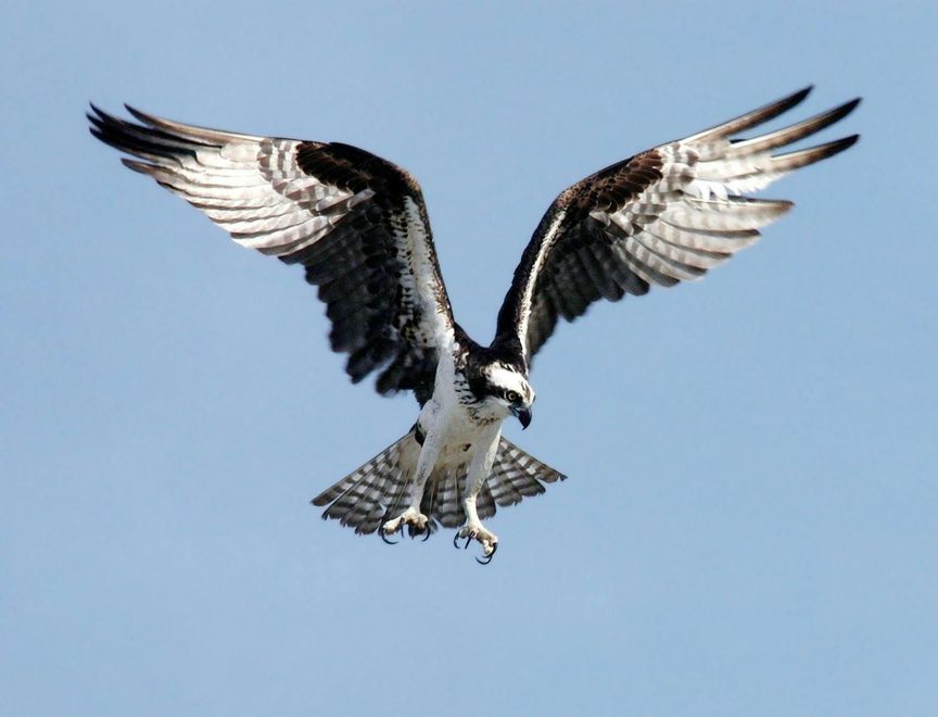 A black and white bird is flying through a blue sky
