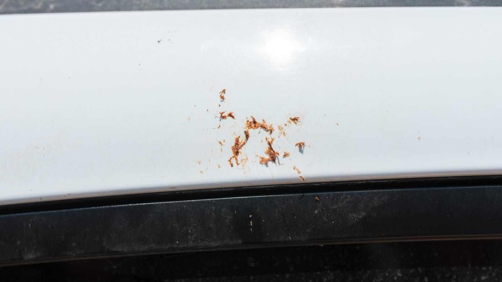 A close up of a white car with bird poop on it.