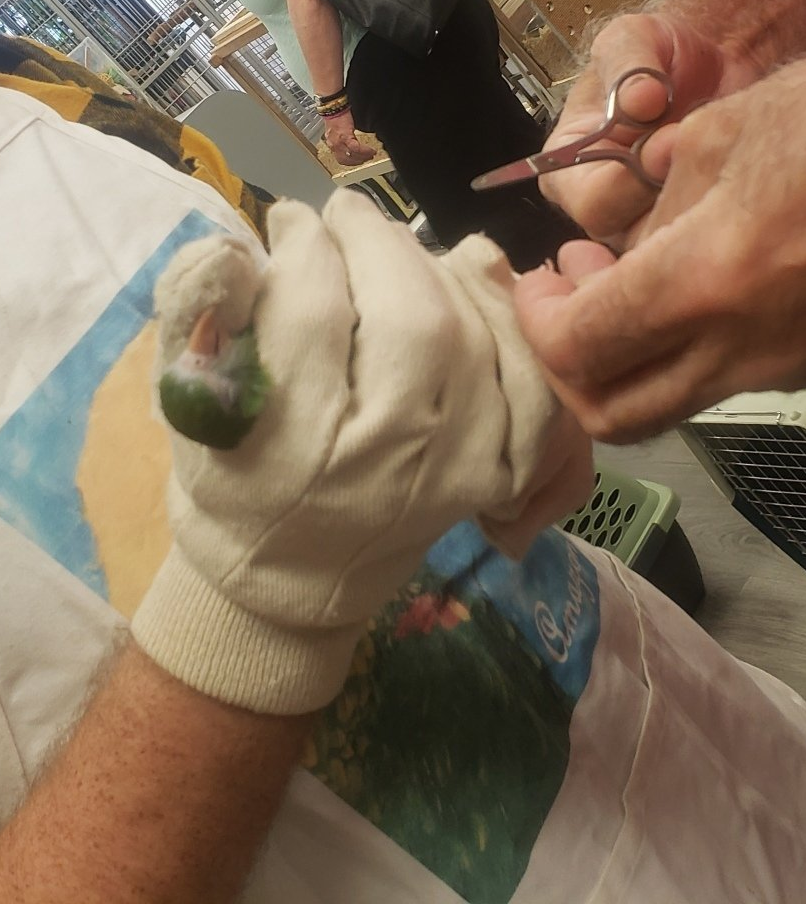 Specialized Services | Birds Getting Groomed