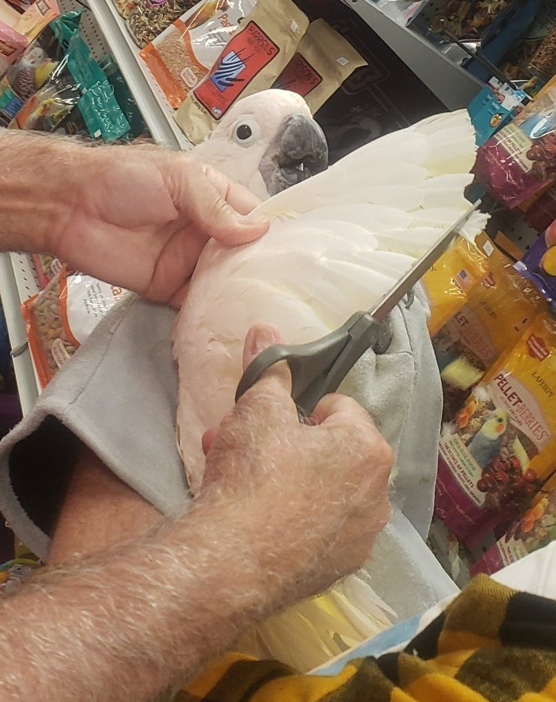 A person is cutting a white bird 's feathers with scissors.