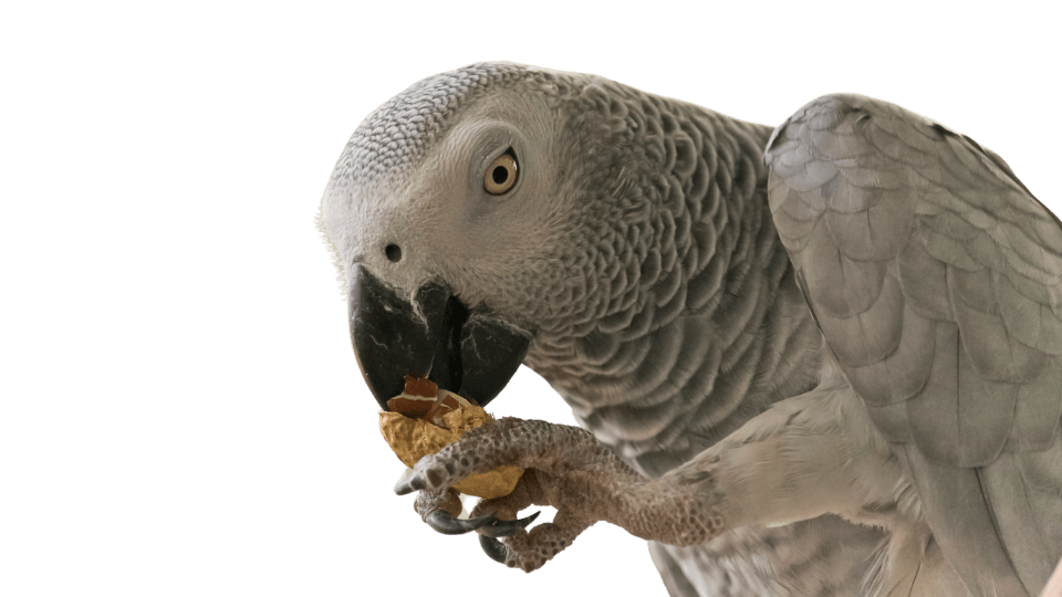 African Grey  Bird