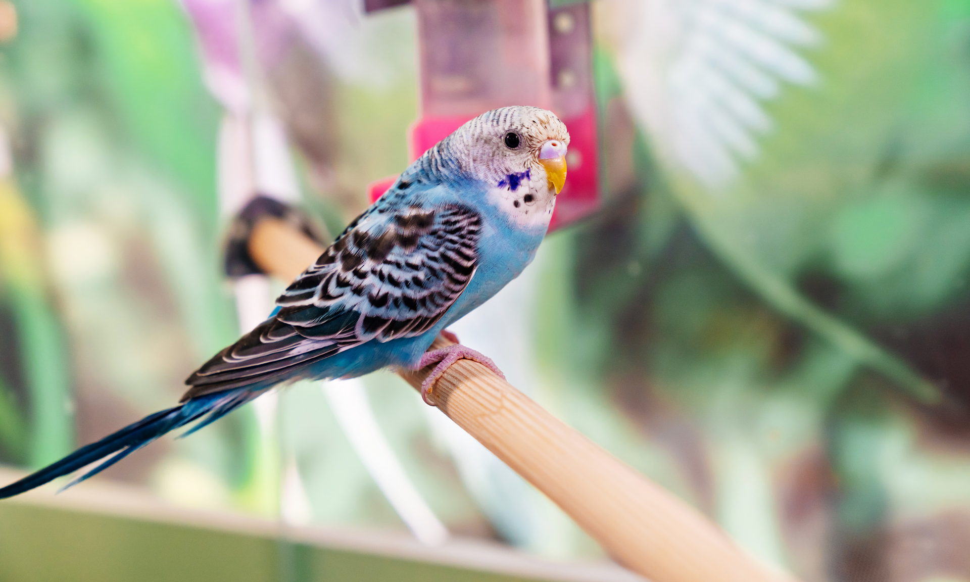 A blue parakeet perched on a branch in a cage.