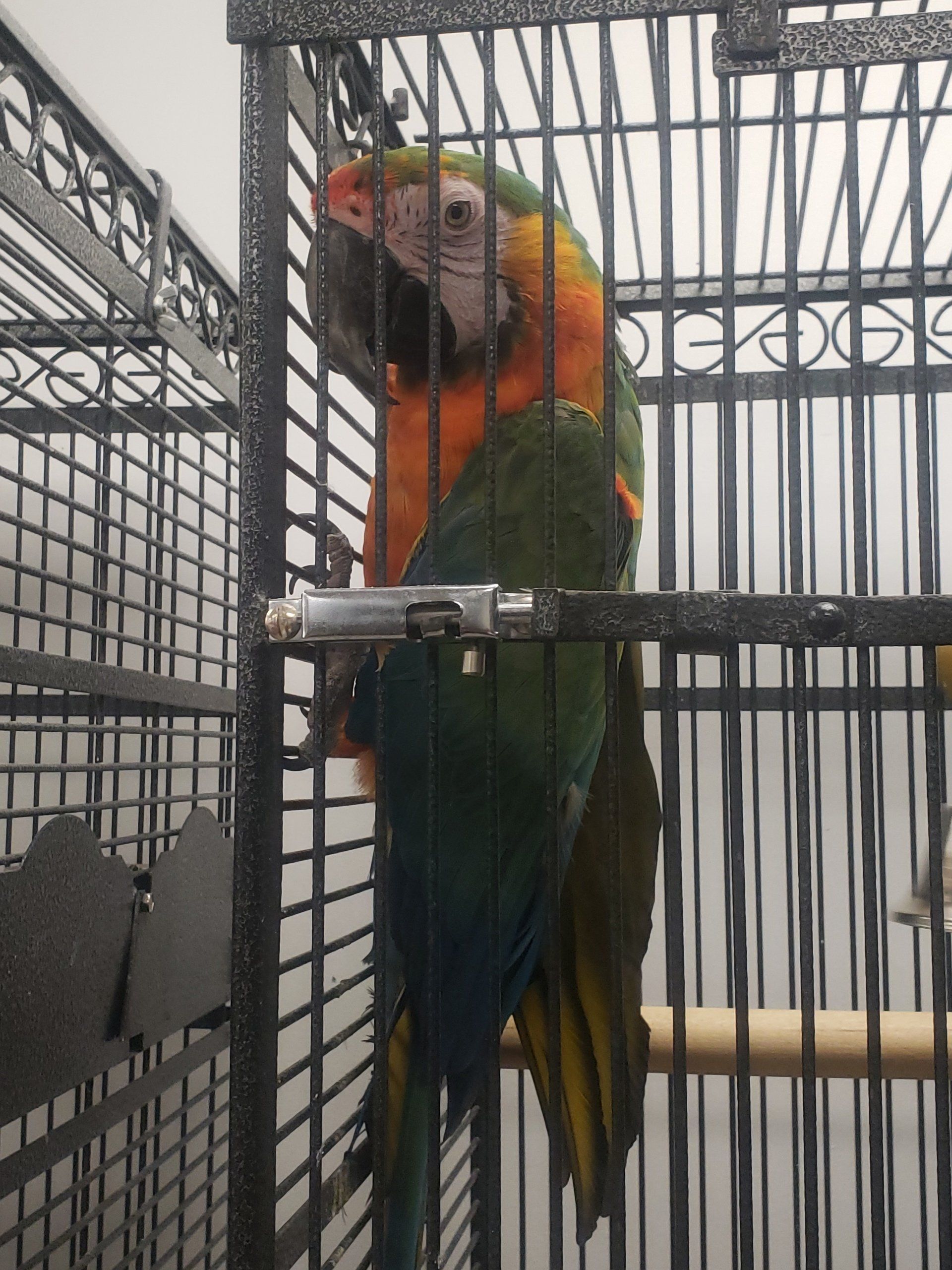 Picture Gallery First Flight Bird in Cage