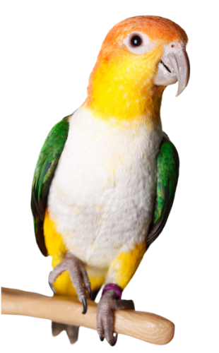 first flight bird store