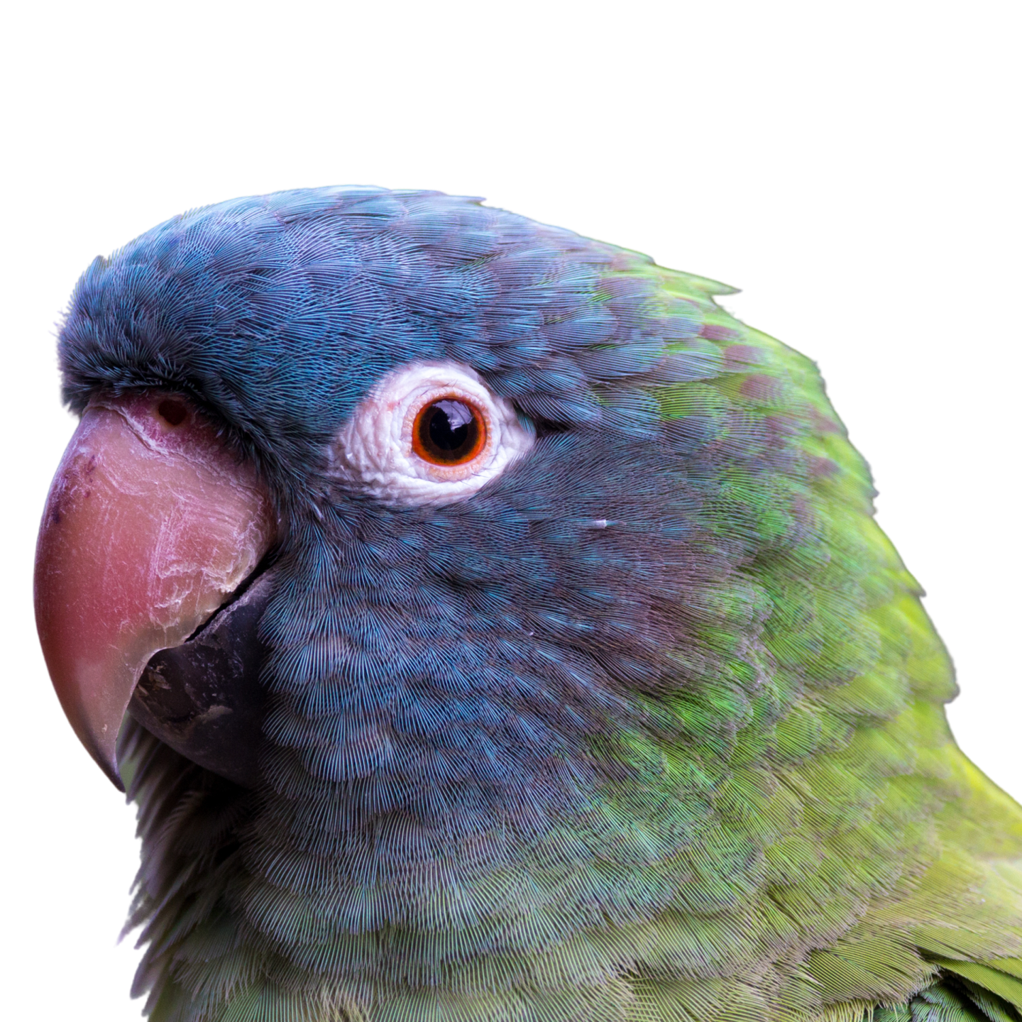 first flight bird store