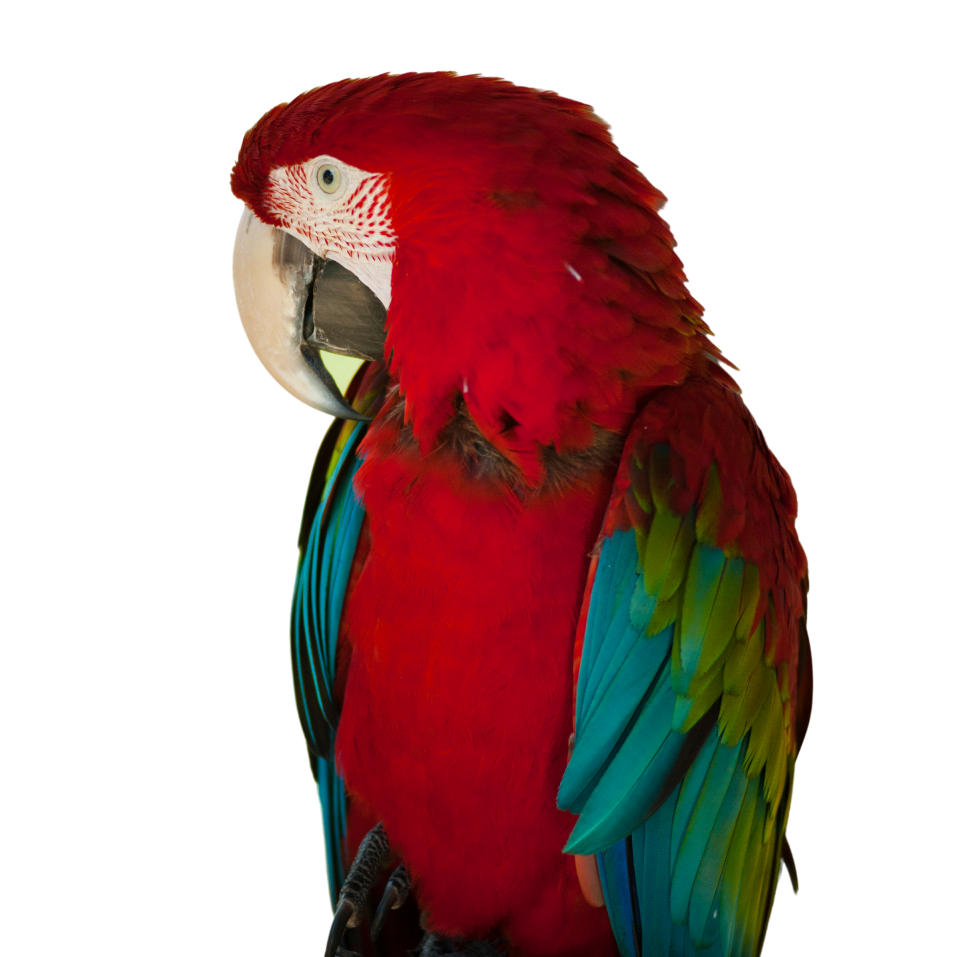 Macaw