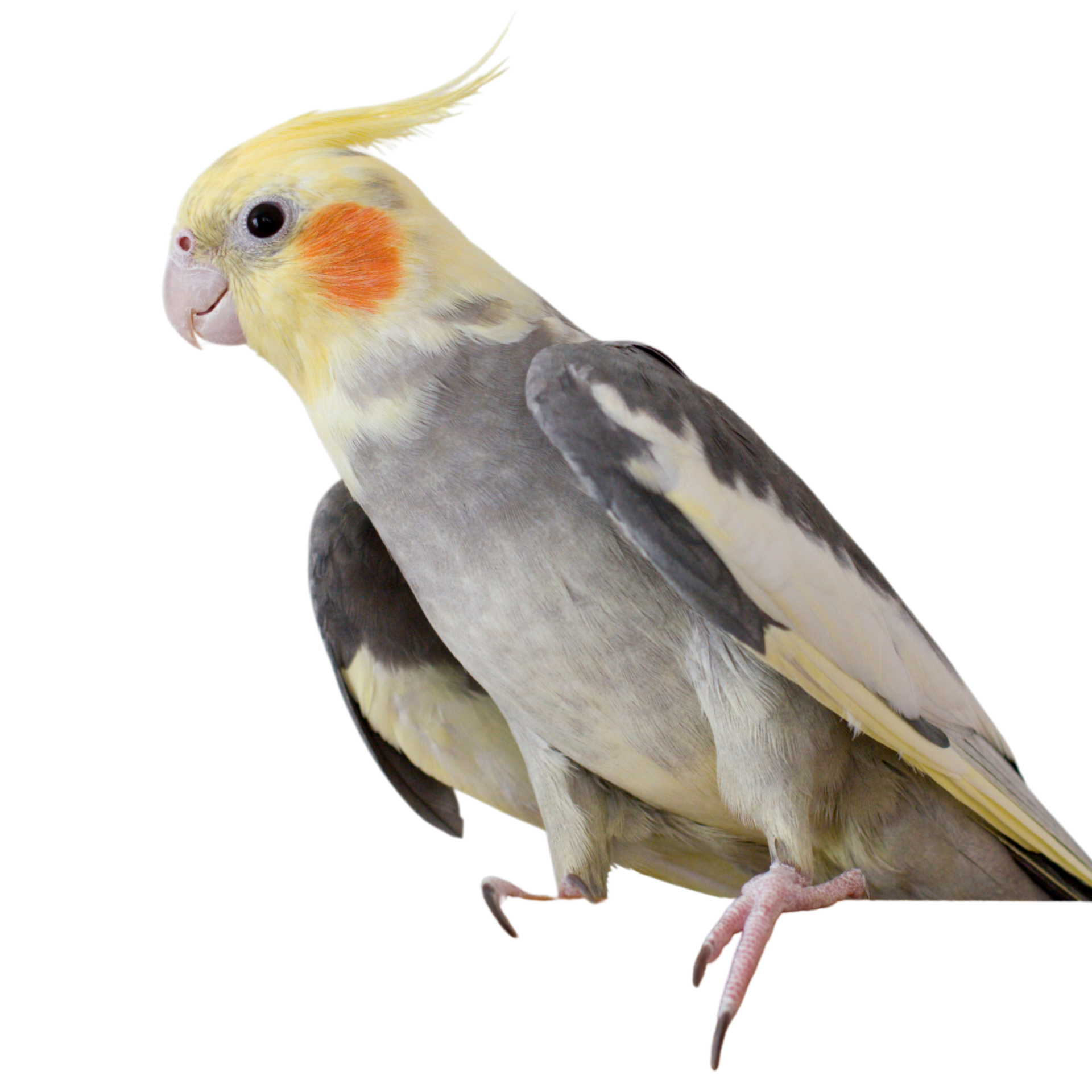 Cockatiel