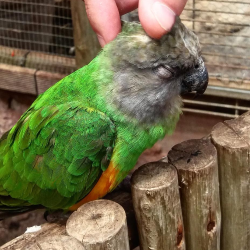 Exotic Bird Gallery \ First Flight