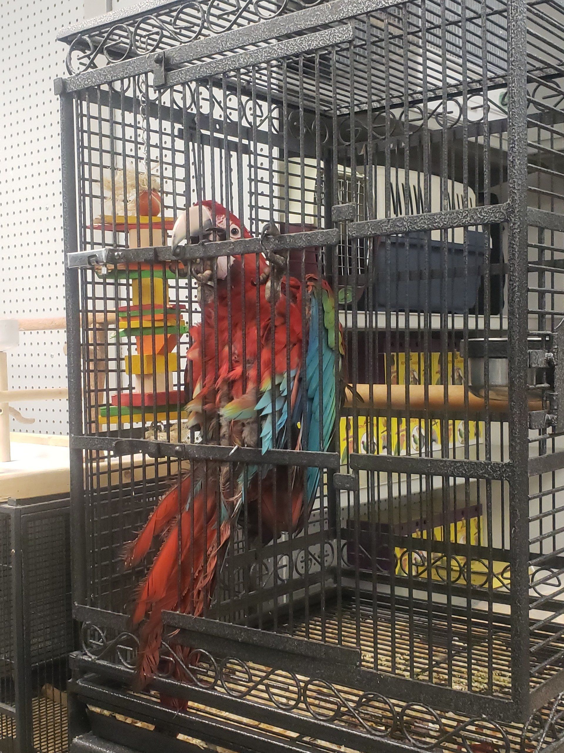 Picture Gallery First Flight Bird in Cage