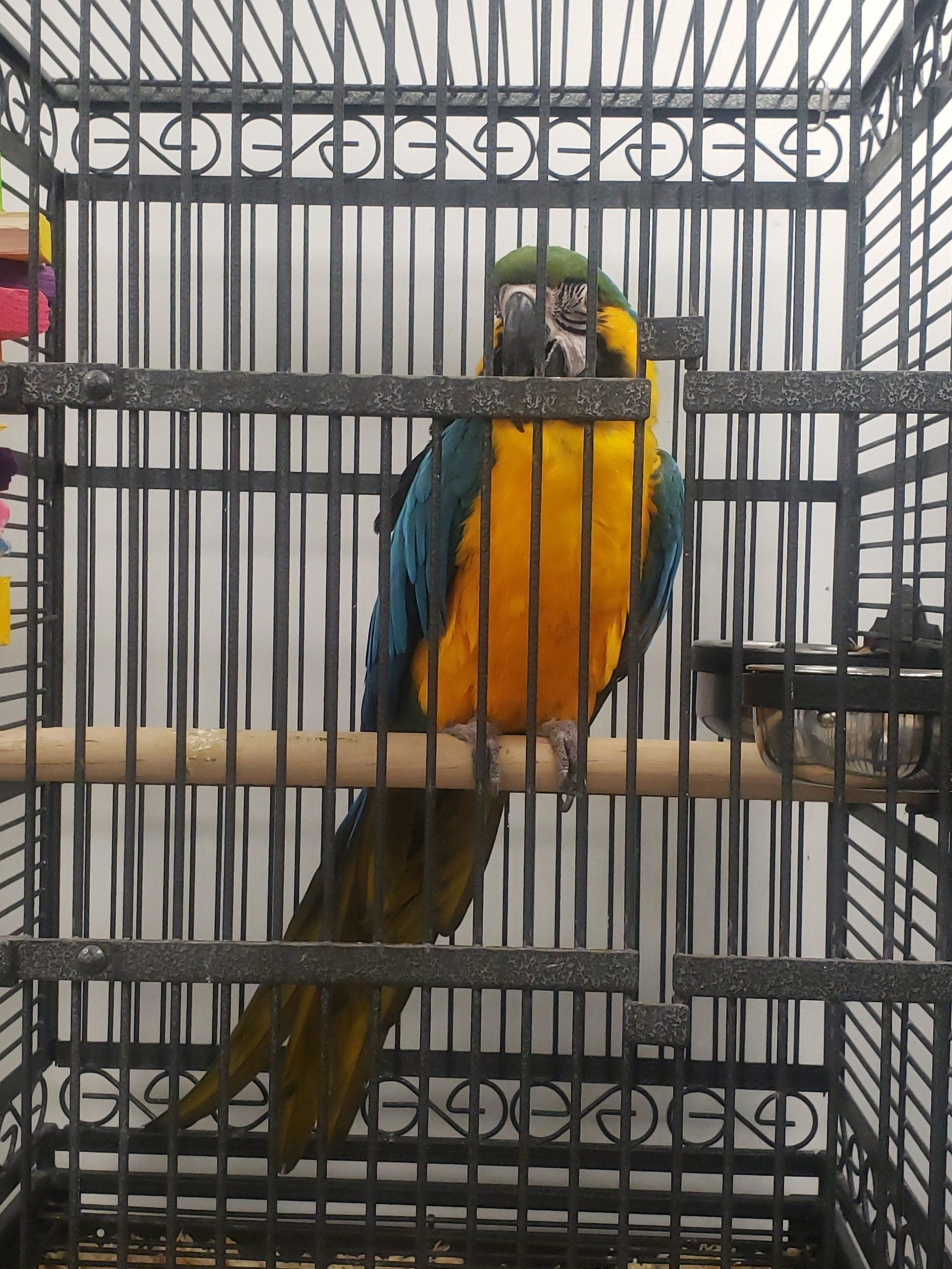 Picture Gallery First Flight Bird in Cage