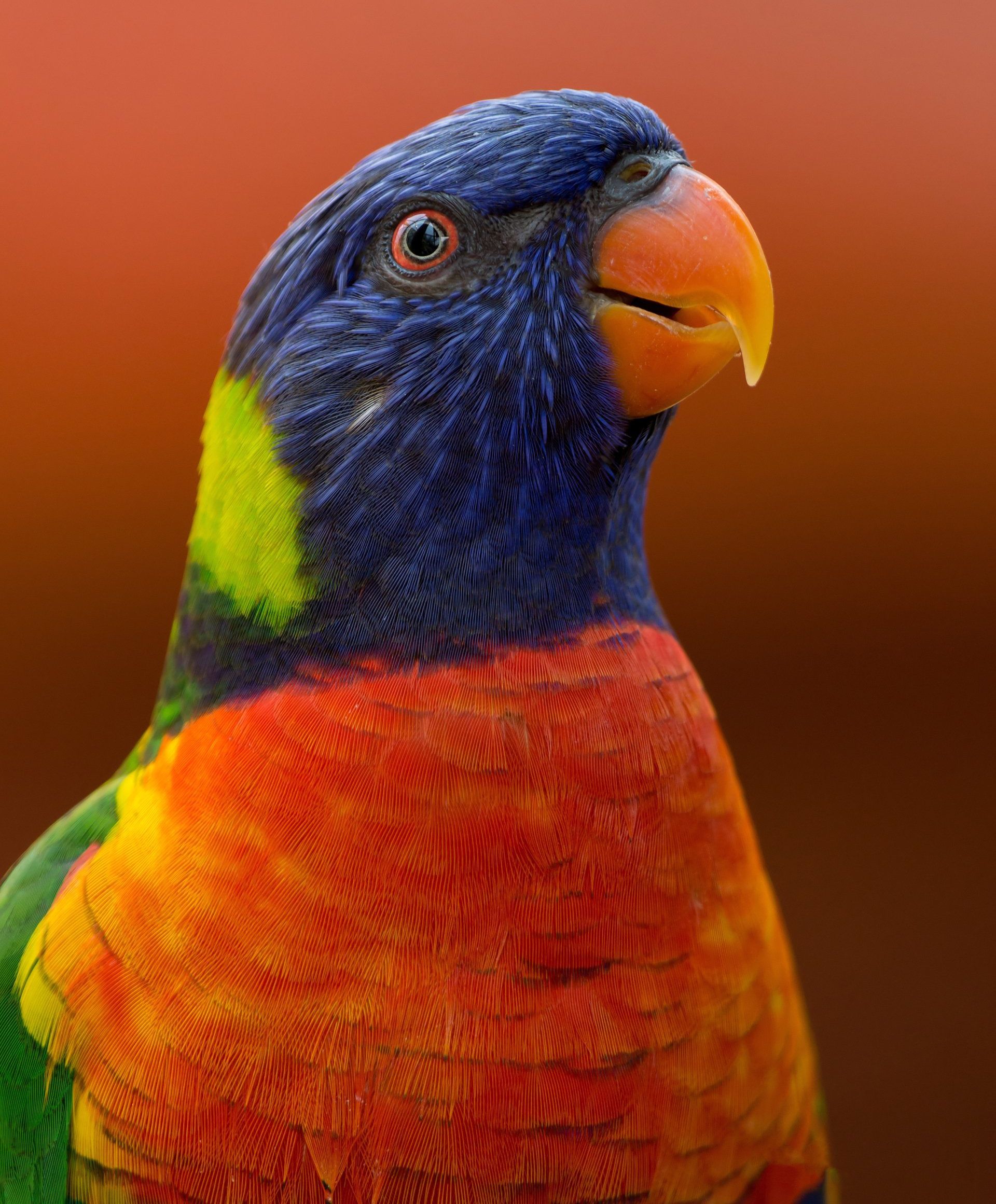 Picture Gallery First Flight