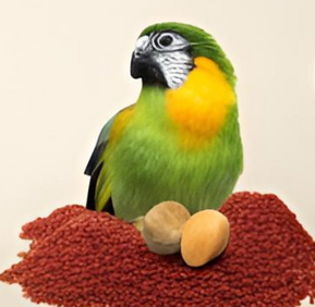 A green and yellow parrot sitting on a pile of red seeds