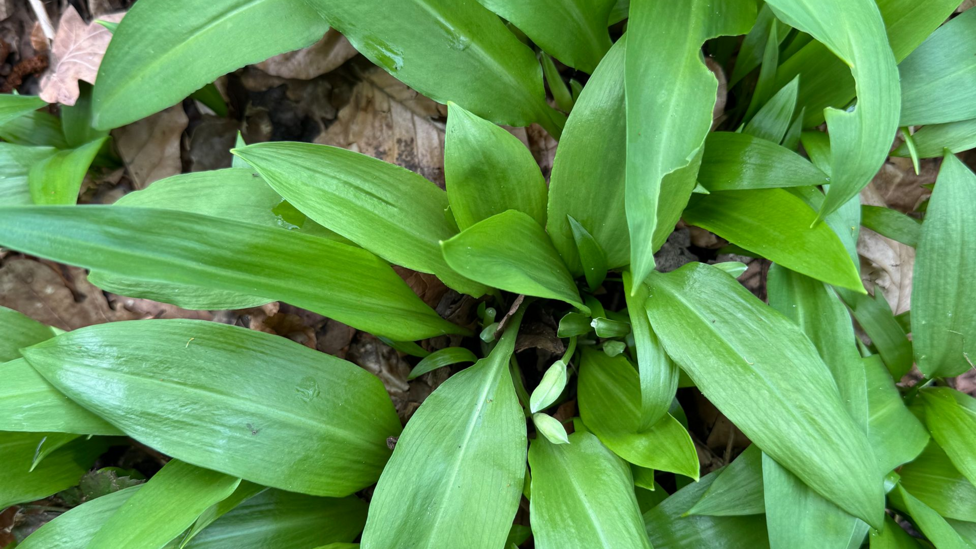 Daslookblad en knoppen