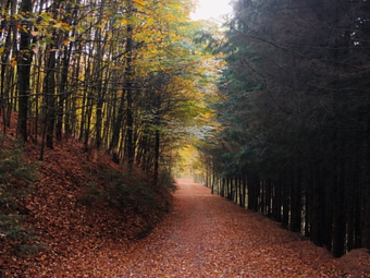 pad door bos met herfstbladeren op de grond