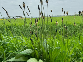 groene plant aan de rand van een groene akker