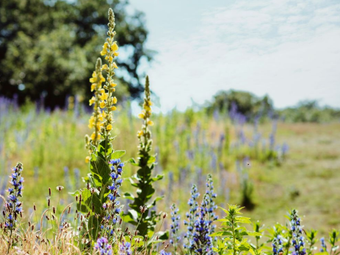 gele en paarse bloemen in weide