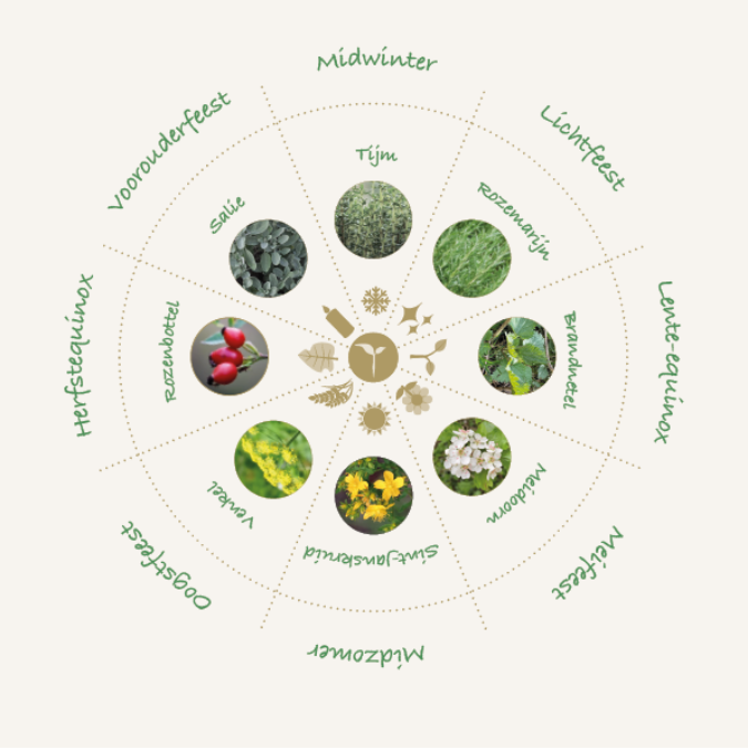 seizoenskompas met acht jaarfeesten en bijbehorende kruiden