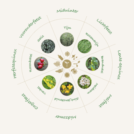 seizoenskompas met acht jaarfeesten en bijbehorende kruiden