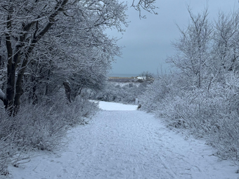 pad door de duinen met sneeuw, zee op achtergrond