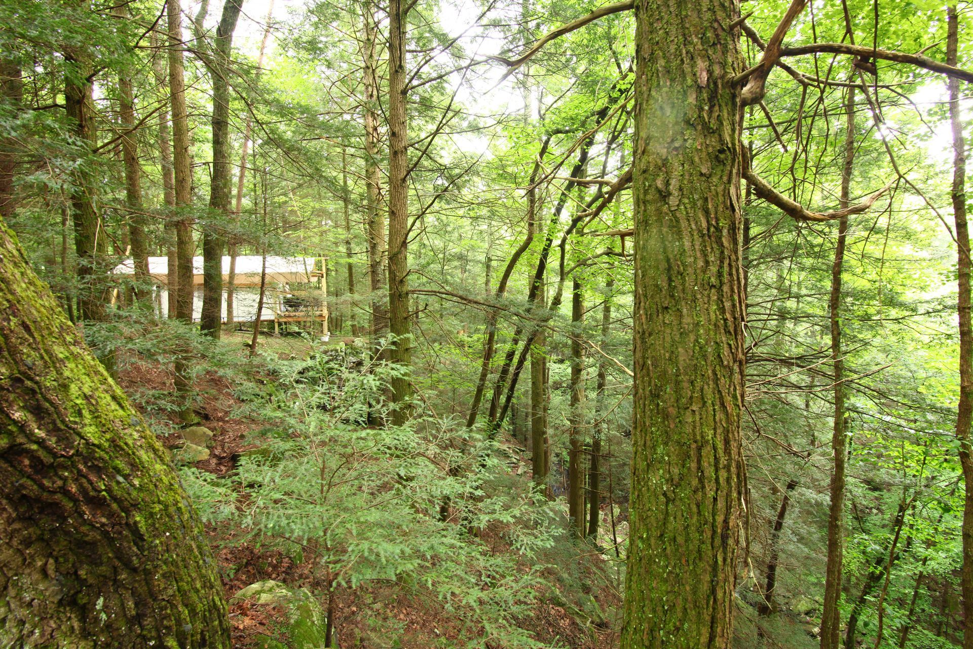 A lush green forest with lots of trees and leaves
