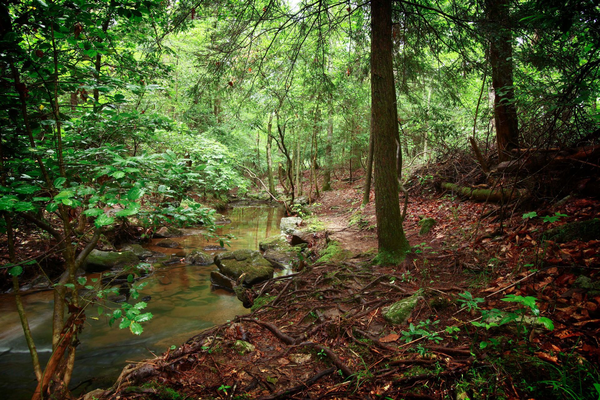 A stream running through a lush green forest surrounded by trees and rocks.