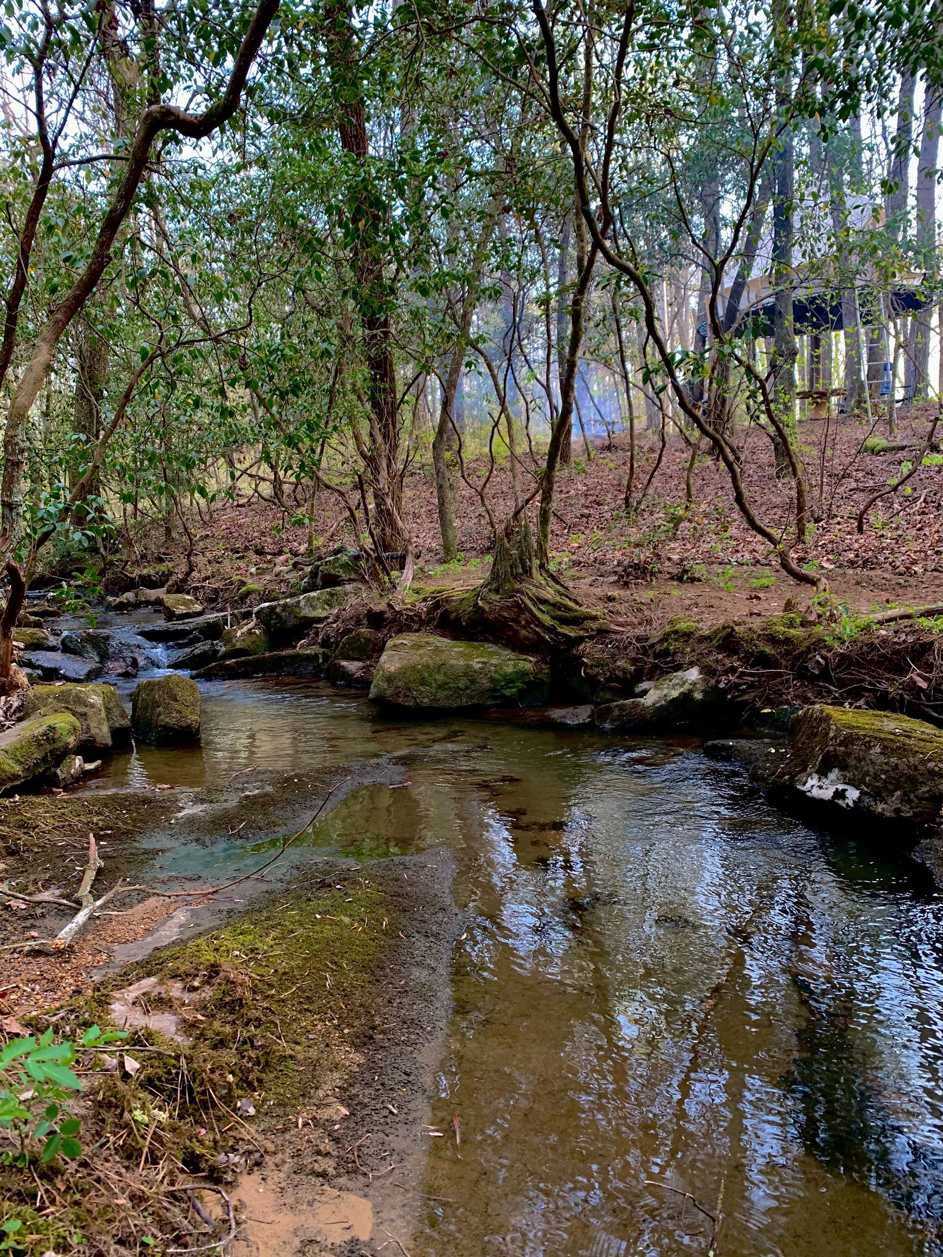 A small stream in the middle of a forest surrounded by trees.