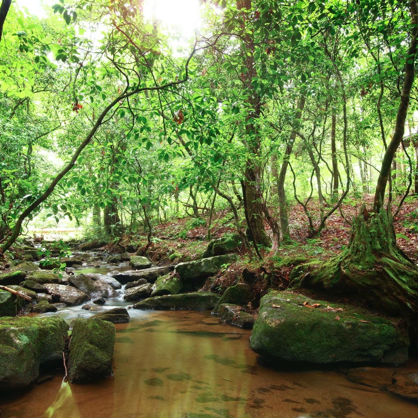 A stream running through a lush green forest