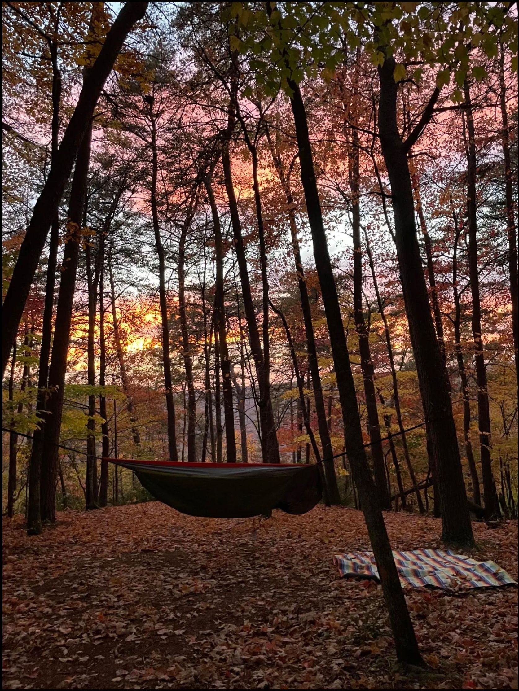 A hammock is sitting in the middle of a forest at sunset.