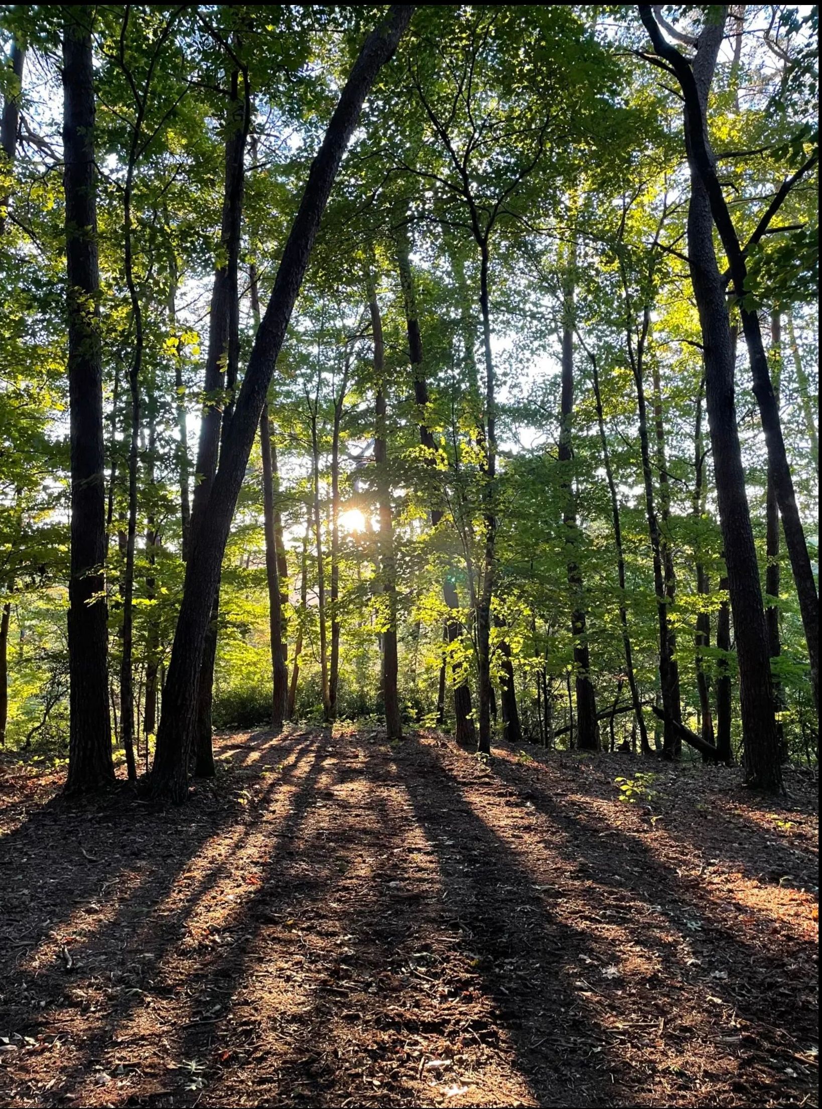 The sun is shining through the trees and casting shadows on the ground.