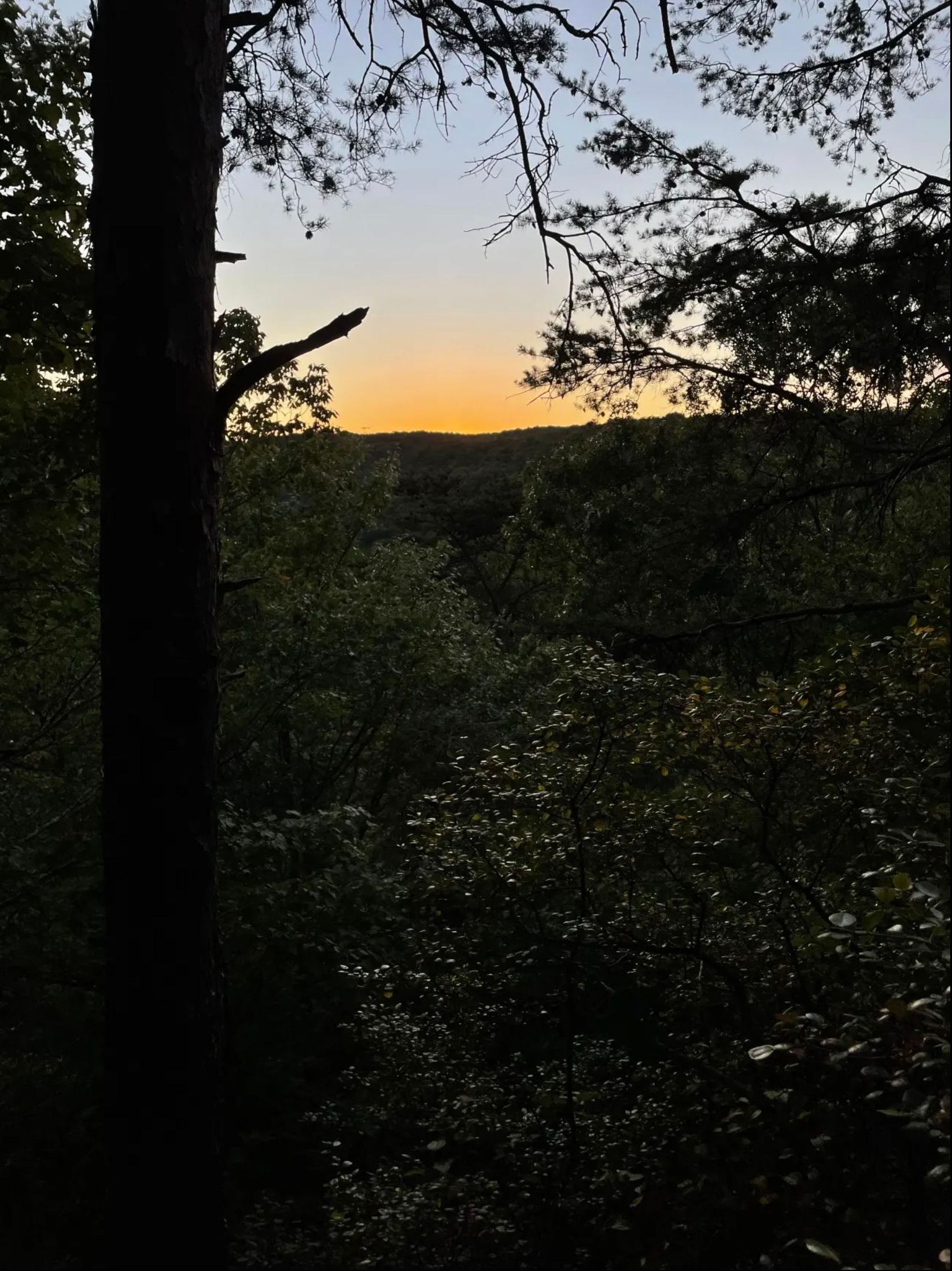 A sunset is visible through the trees in the woods