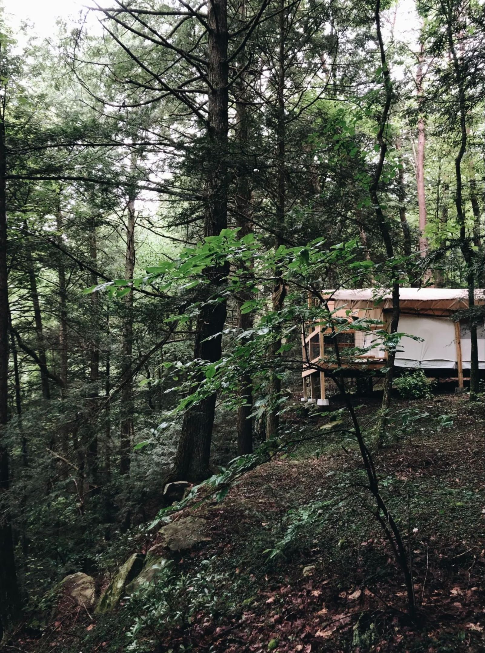 A small house in the middle of a forest surrounded by trees.