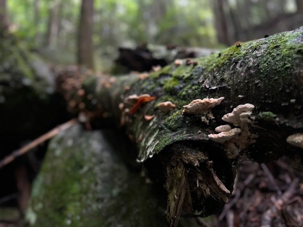 A log covered in moss and mushrooms in the woods.