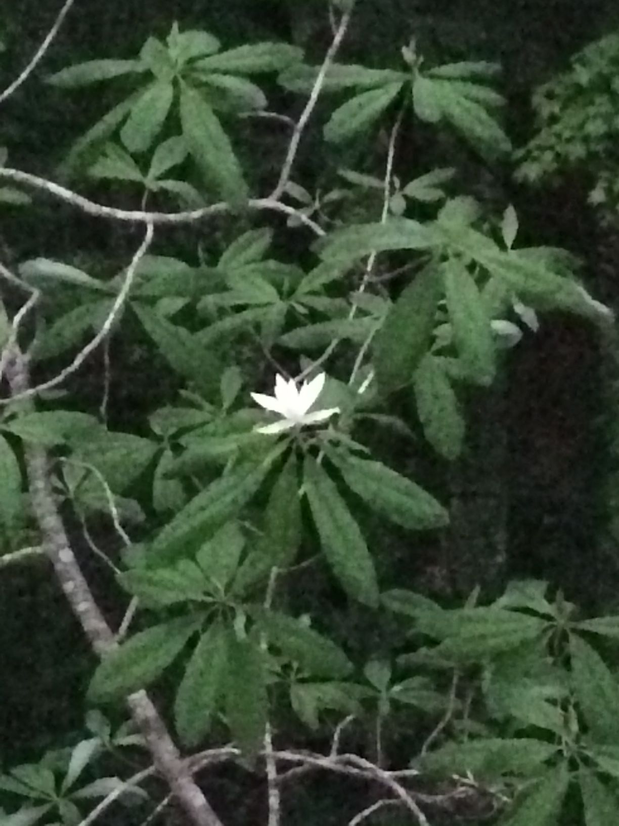A white flower is surrounded by green leaves on a tree branch.