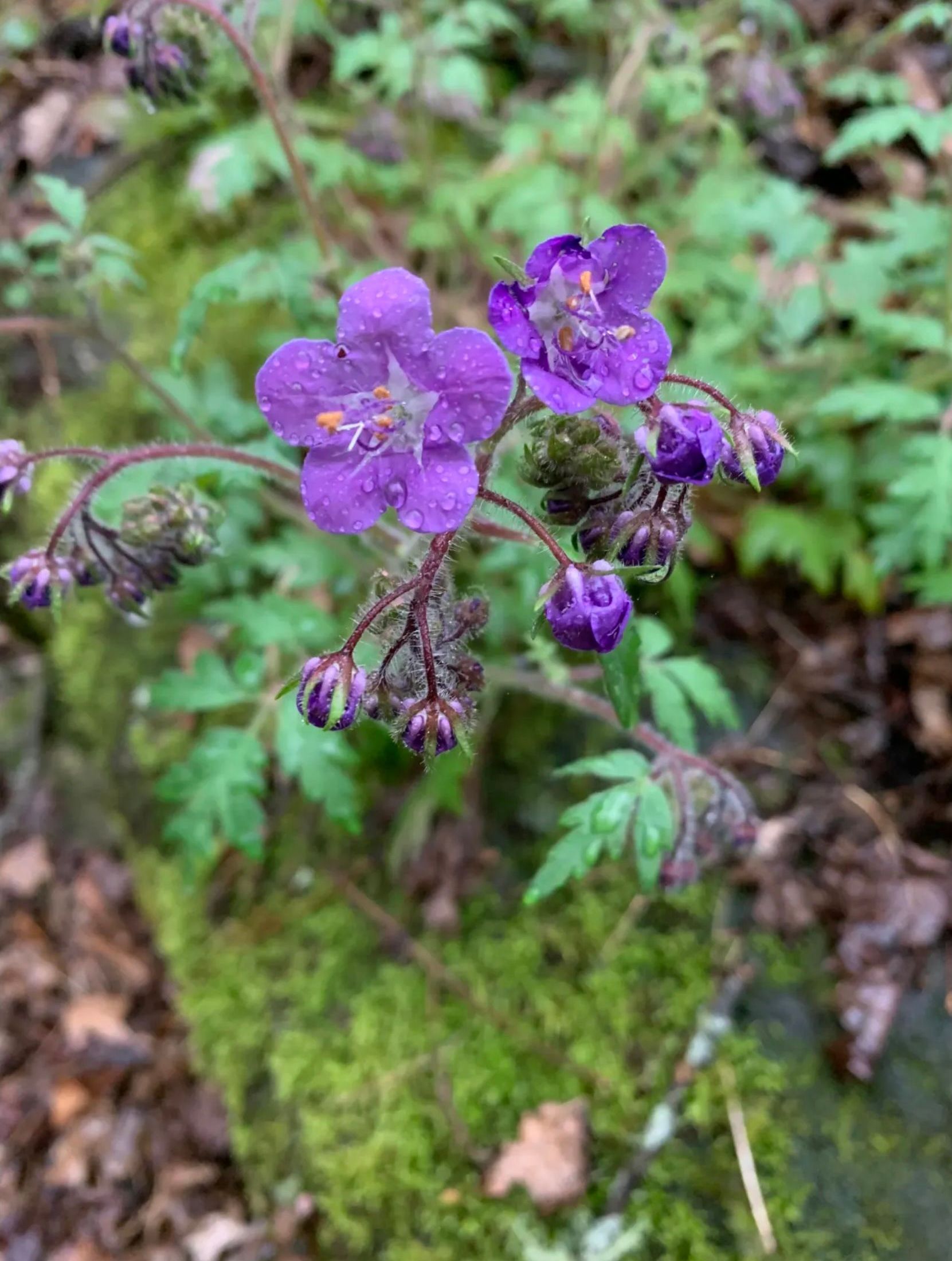 A close up of a purple flower growing in the woods.