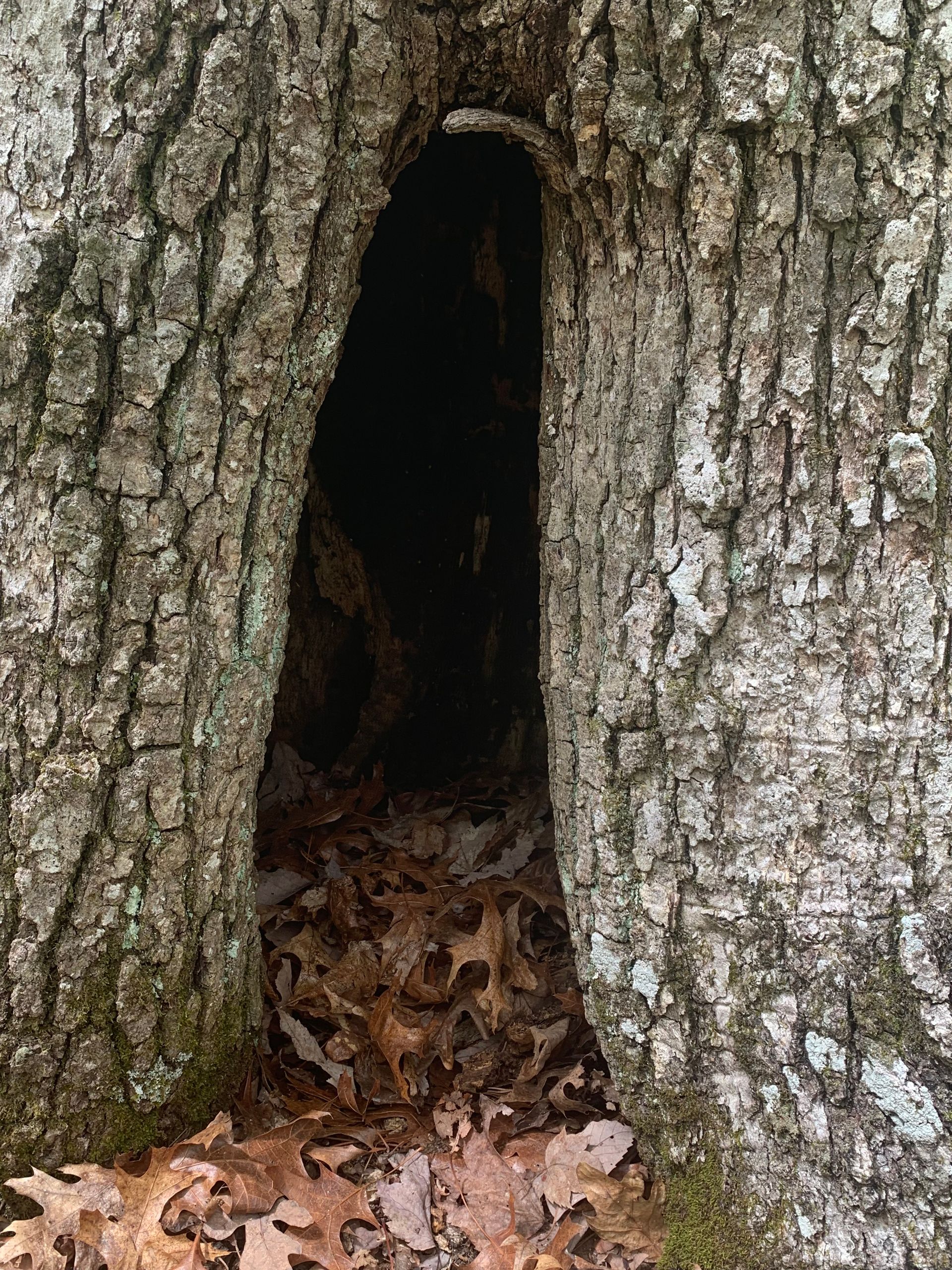 A tree with a hole in the middle of it.