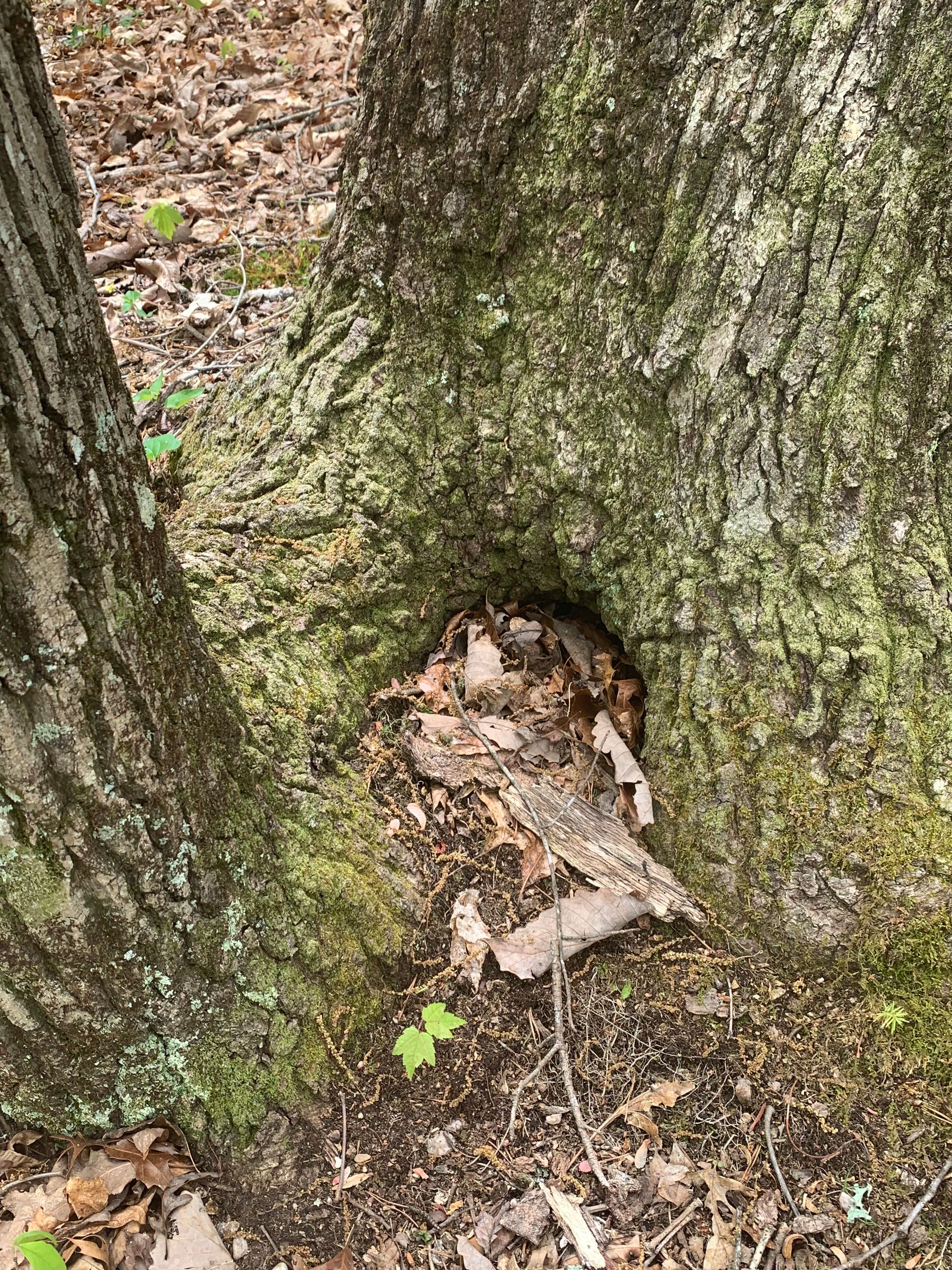 A tree trunk with a hole in it and leaves on the ground.