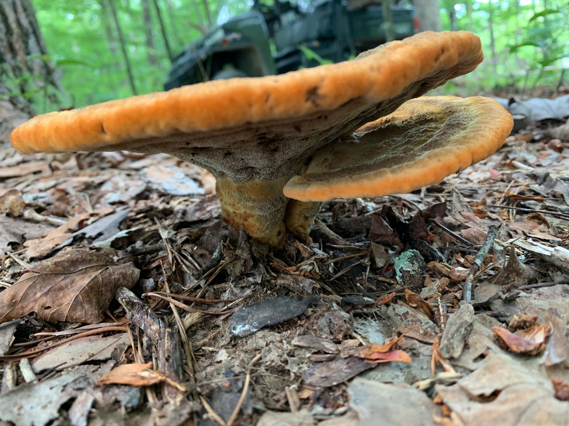 A large mushroom is growing on the ground in the woods.
