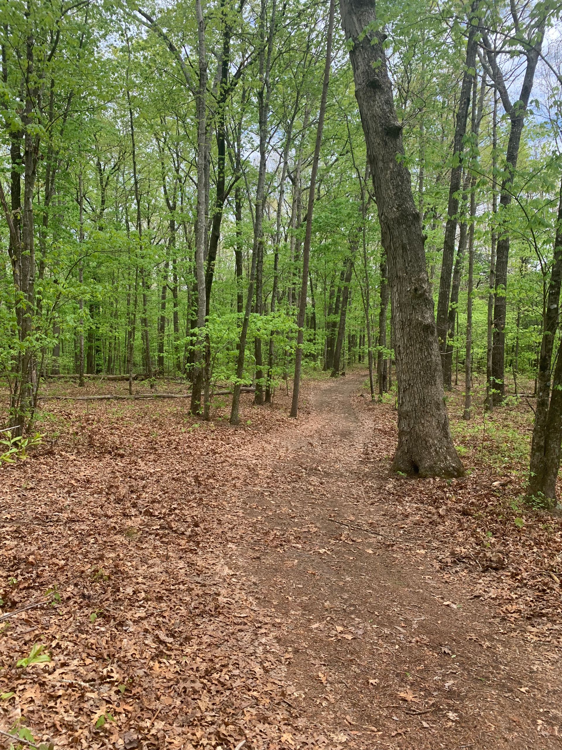 A path in the middle of a forest covered in leaves.